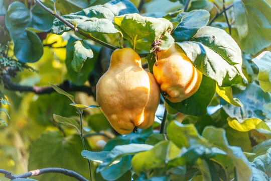 A pair of mature quince fruits, Cydonia oblonga, hang together on a sunlit branch among dense green foliage in an autumn garden.
