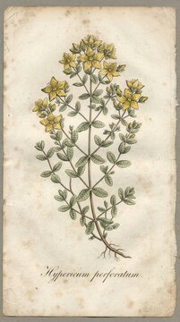 Hypericum perforatum herbarium plate documenting its perforated leaves and traditional medicinal use
