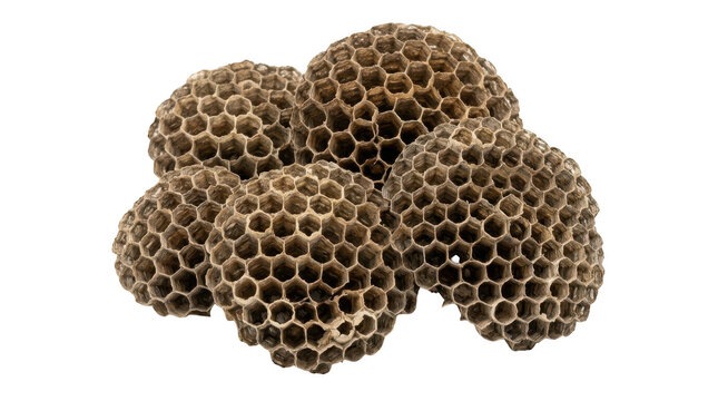 Cluster of empty wasp nests isolated on transparent background