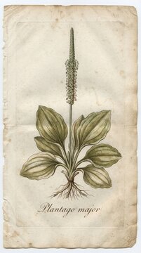 Plantago major herbarium plate charting its ribbed leaves and traditional wound-healing folk use