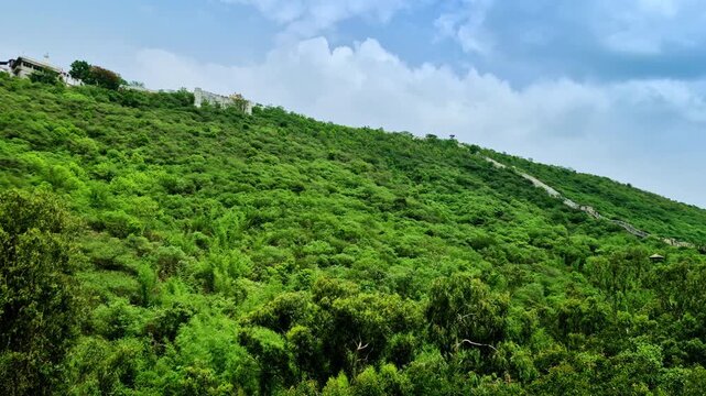 Layered green foliage covers a hillside below a pale wall and low ridge structures in Udaipur.