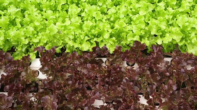 Fresh green and red lettuce growing in a hydroponic farming system.