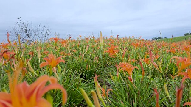 Close-up of blooming daylilies in Hualien, Taiwan.