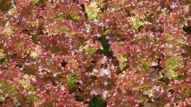 Fresh red leaf lettuce growing densely in a vibrant vegetable garden