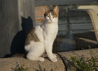 Morning Watcher © Mimhece
