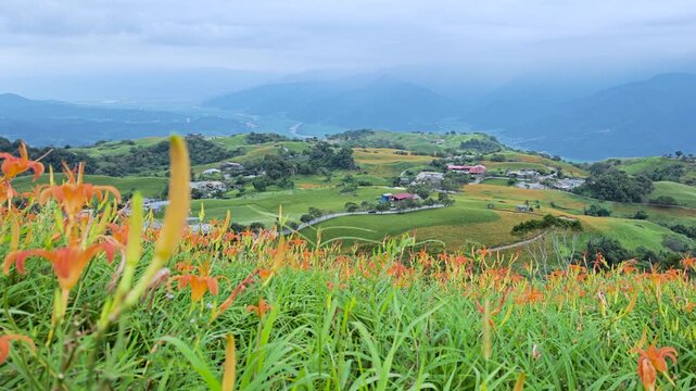 Blooming daylilies in Liushishi Mountain, Taiwan.