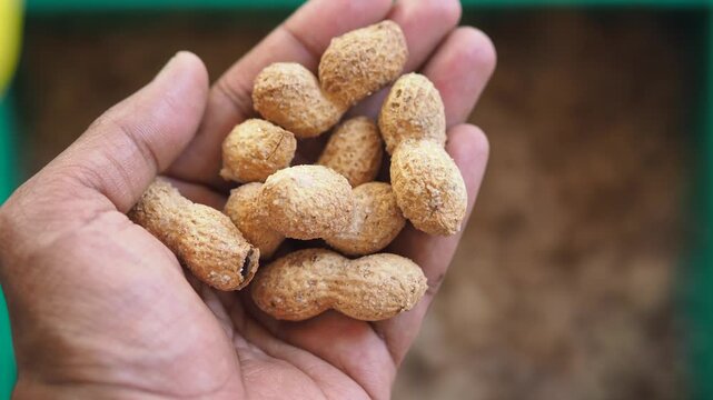 Close up shot of human hand holding roasted whole peanuts in shell against blurred background.