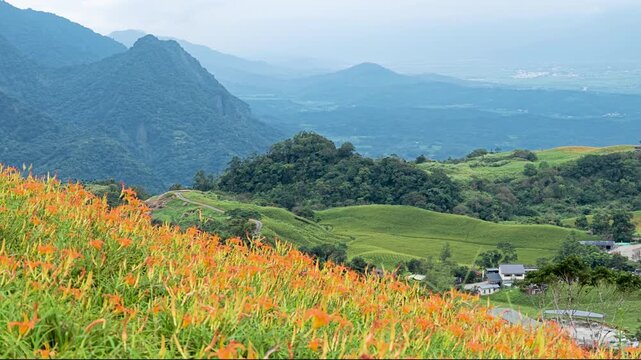 Blooming daylilies in Liushishi Mountain, Taiwan.
