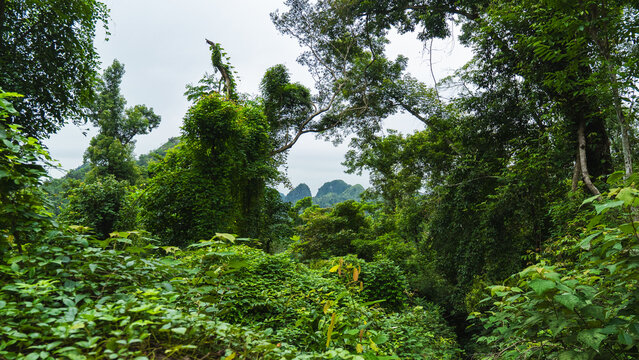 Dense Tropical Jungle with Karst Mountains in Tam Coc, Vietnam