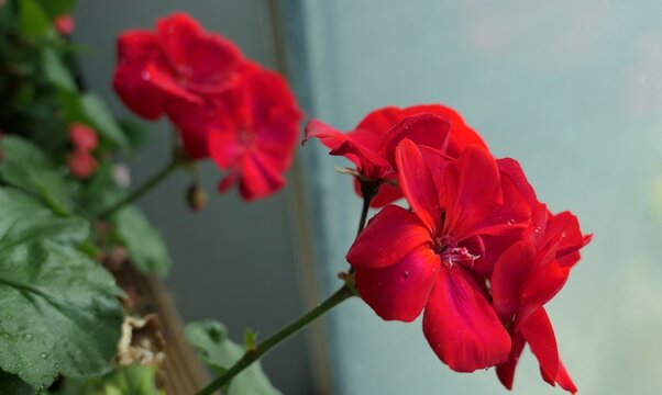 Red geranium flowers with water droplets in an indoor planter