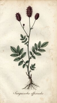 Sanguisorba officinalis herbarium plate outlining its astringent properties and dense crimson flower spikes