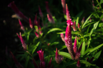 macro perspective of striking pink cockscomb flowers surrounded by lush green leaves, highlighting their unique feathery texture under warm sunlight © นิรมล บุญเทพ