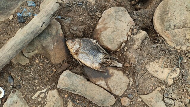 A dried dead fish lying on cracked, rocky earth amidst dry debris, illustrating severe drought and environmental decay