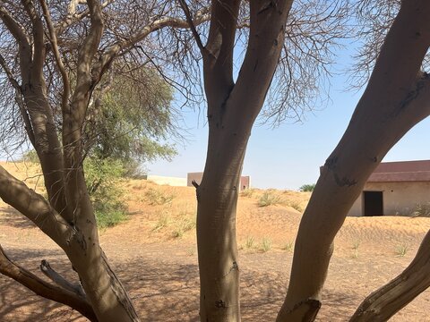 Ghaf tree Prosopis cineraria framing a desert landscape with sand dunes and traditional buildings in the United Arab Emirates countryside