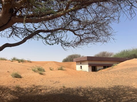  Abandoned house half buried by sand dunes in the desert landscape with acacia tree overhead, desertification concept, sunny day, clear blue sky