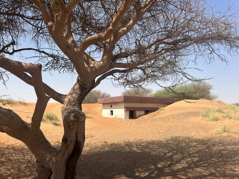 An abandoned house half buried in sand dunes under a large Ghaf tree, Prosopis cineraria, in the desert landscape of Dubai, UAE