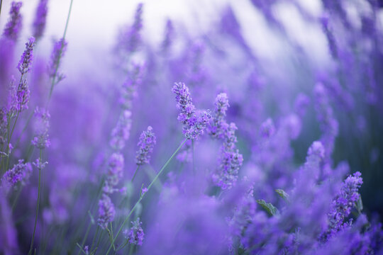 Purple lavender blossoms bloom in a serene summer garden with soft bokeh and natural light