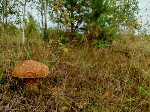 mushrooms in the grass
