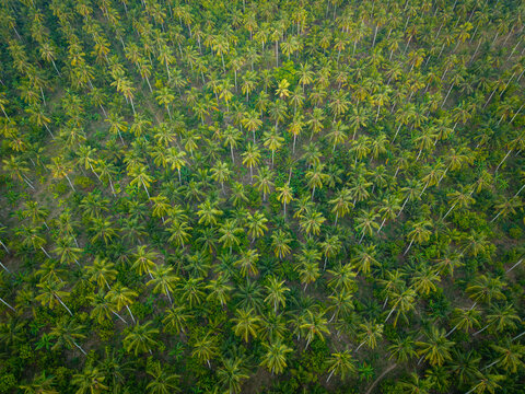 Aerial view of a lush coconut plantation with rows of palm trees stretching across the landscape in Melaya, Bali, Indonesia.