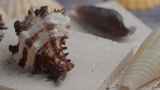 Close up slow motion panning shot of sea shells, conchs, and rocks on a white surface.