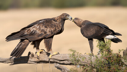 A golden eagle mother feeding her chick from this year's brood © paola