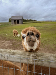 Obraz premium Curious Alpaca Standing Behind Farm Fence 