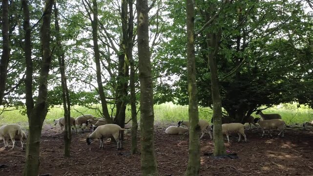 Sheep Grazing Burton Dassett Hills