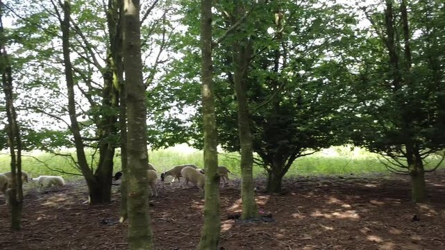 Flock Of Sheep Burton Dassett