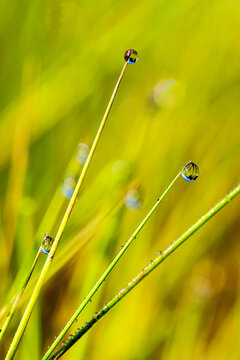 Macro shot of green grass with dew drops in sunlight