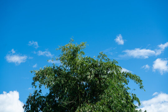 Lush Green Bamboo Tree Against a Bright Blue Sky