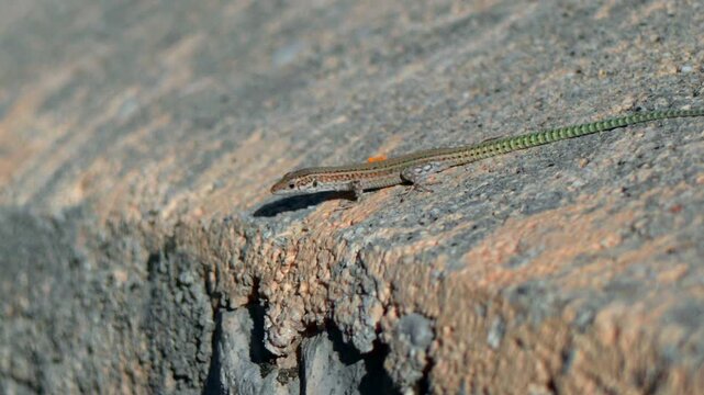 Small slender lizard resting on rough sunlit rock with long tail stretched across textured stone low ground level view