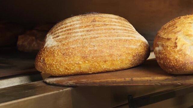 Fresh artisan loaves slide forward from hot bakery oven after baking. Baker removes each loaf checking crust closely for proper doneness
