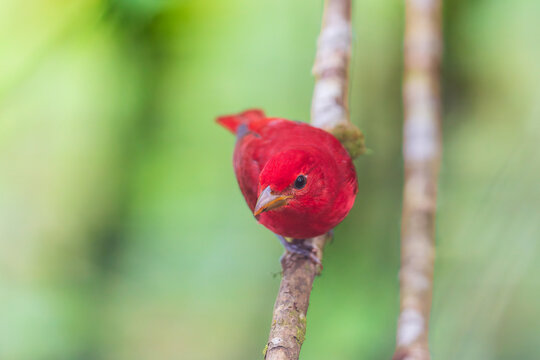 Adult male Summer Tanager (Piranga rubra) perched on a thin branch against a blurred green background in Ecuador.