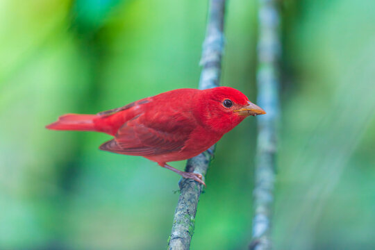 Adult male Summer Tanager (Piranga rubra) perched on a thin branch against a blurred green background in Ecuador.