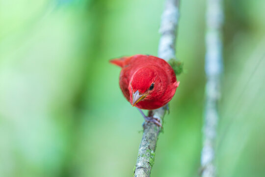 Adult male Summer Tanager (Piranga rubra) perched on a thin branch against a blurred green background in Ecuador.