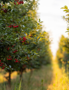 Cluster of dark ripe cherries hanging from tree branch