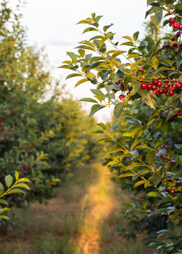 Ripe cherries hanging from branch with sunlit green leaves