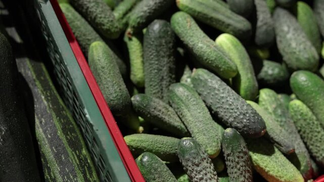 Close-up of assorted fresh green cucumbers and zucchini packed in a dark green produce crate, showing varied shapes, textures, and shades