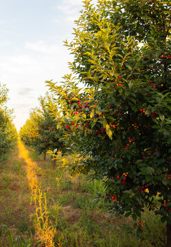 Ripe Sour Cherries in a Fruit Orchard at Golden Hour