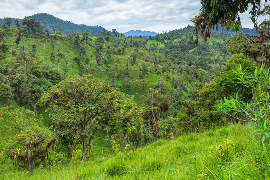 Panoramic view of the lush green Andean cloud forest landscape with rolling hills, scattered trees, and distant mountains under a cloudy sky, Ecuador.