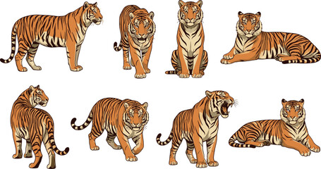 Obraz premium Realistic Bengal Tiger Illustration Collection Showing Multiple Walking Sitting Standing and Resting Wildlife Poses for Nature Designs