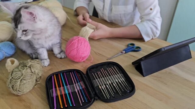 Cats play with yarn while a person organizes crafting supplies in a room