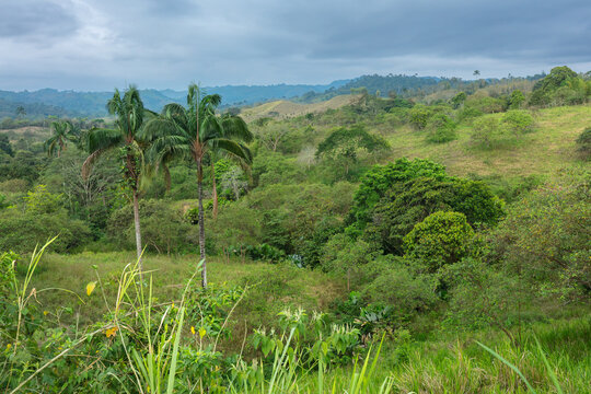 Panoramic view of the lush green Andean cloud forest landscape with rolling hills, scattered trees, and distant mountains under a cloudy sky, Ecuador.