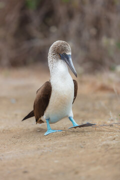 Close-up portrait of a Blue-footed Booby (Sula nebouxii) standing on the ground, showcasing its iconic bright blue feet and detailed textured plumage, Galapagos Islands, Ecuador.