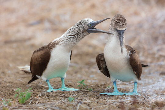 A pair of Blue-footed Boobies (Sula nebouxii) interacting during courtship display on the ground, showcasing their iconic bright blue feet and textured plumage, Galapagos Islands, Ecuador.