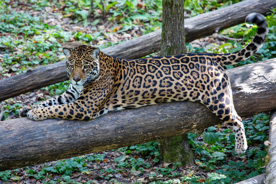 A jaguar is lying on a tree trunk on a bright sunny day. Wildlife, mammals, predators.
