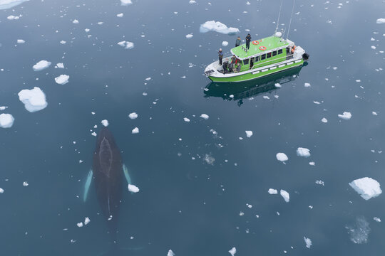 Aerial view of a humpback whale swimming near a green tourist boat in the icy waters surrounded by scattered icebergs in Ilulissat, Avannaata Municipalit, Greenland.