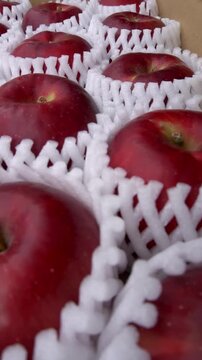 Jonathan Apples Displayed Inside Open Cardboard Box, Japan Autumn Harvest