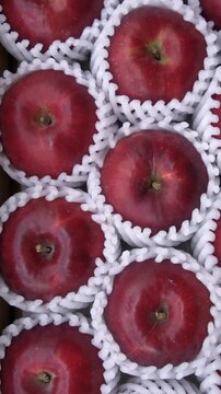 Jonathan Apples Displayed Inside Open Cardboard Box, Japan Autumn Harvest