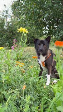 In the green grass among the flowers, a dog in an orange harness is posing joyfully, displaying a playful mood.